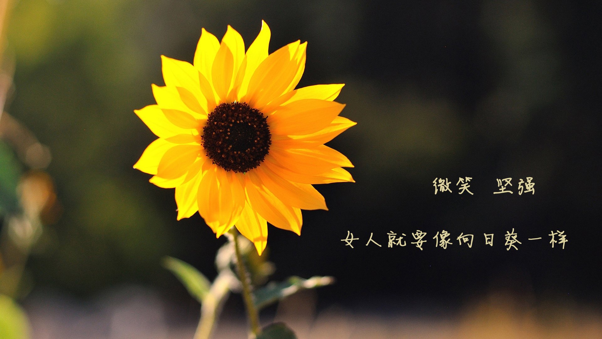 安娜·路易莎·斯利亚赫提卡斯在南美锦标赛中获得女子反曲弓金牌
