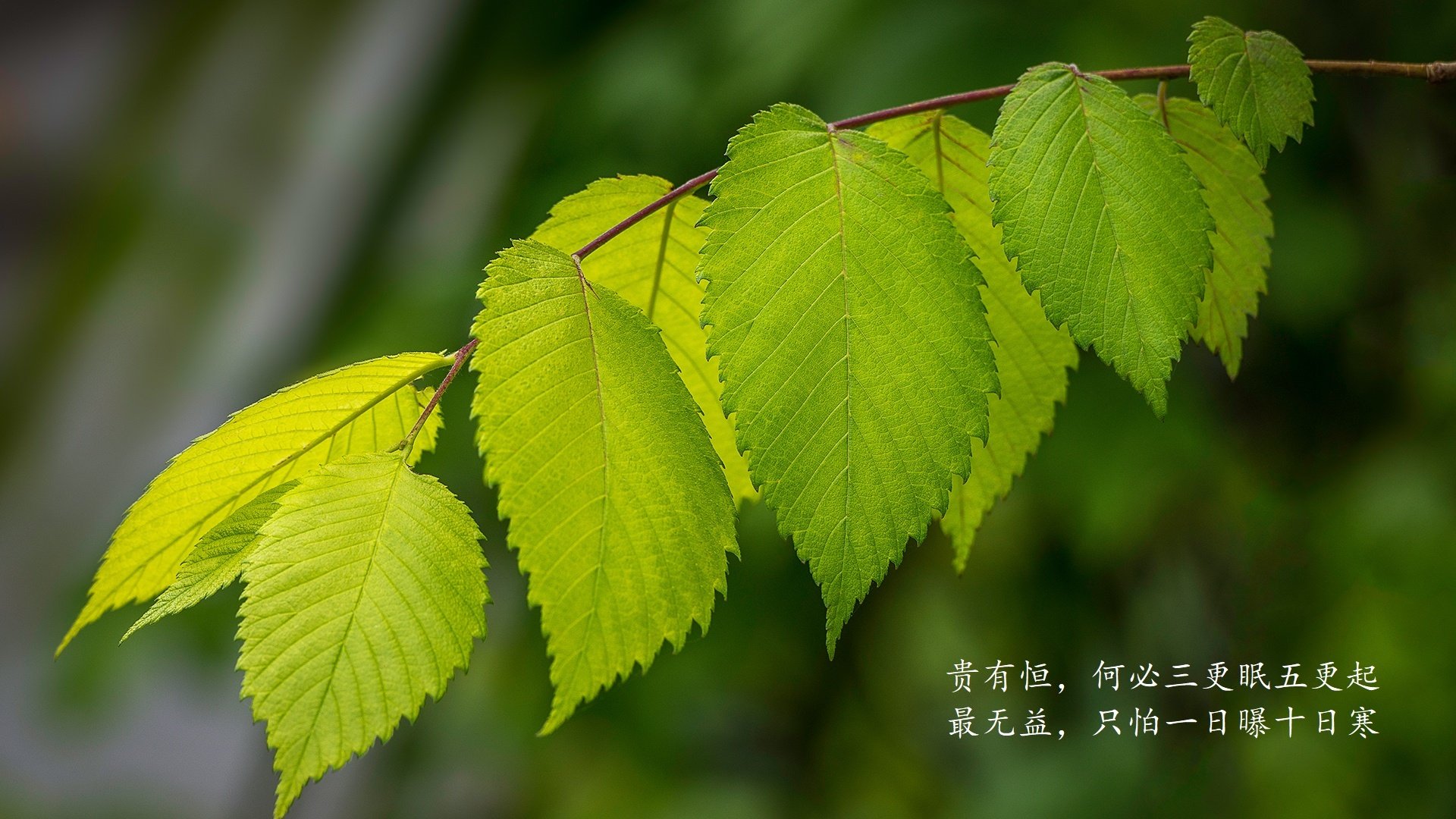 亚非篮球锦标赛震撼世界，赛场惊艳，亚非足球对抗赛