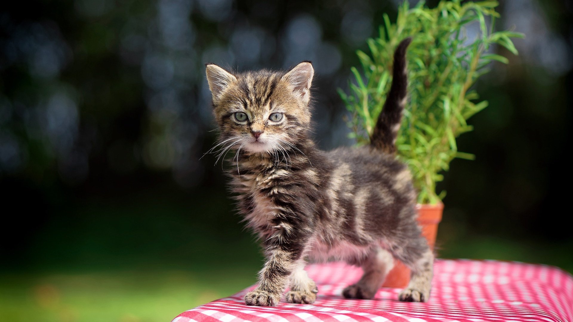 外教管理模式与本土文化冲突显著,管理外教的工作很累吗