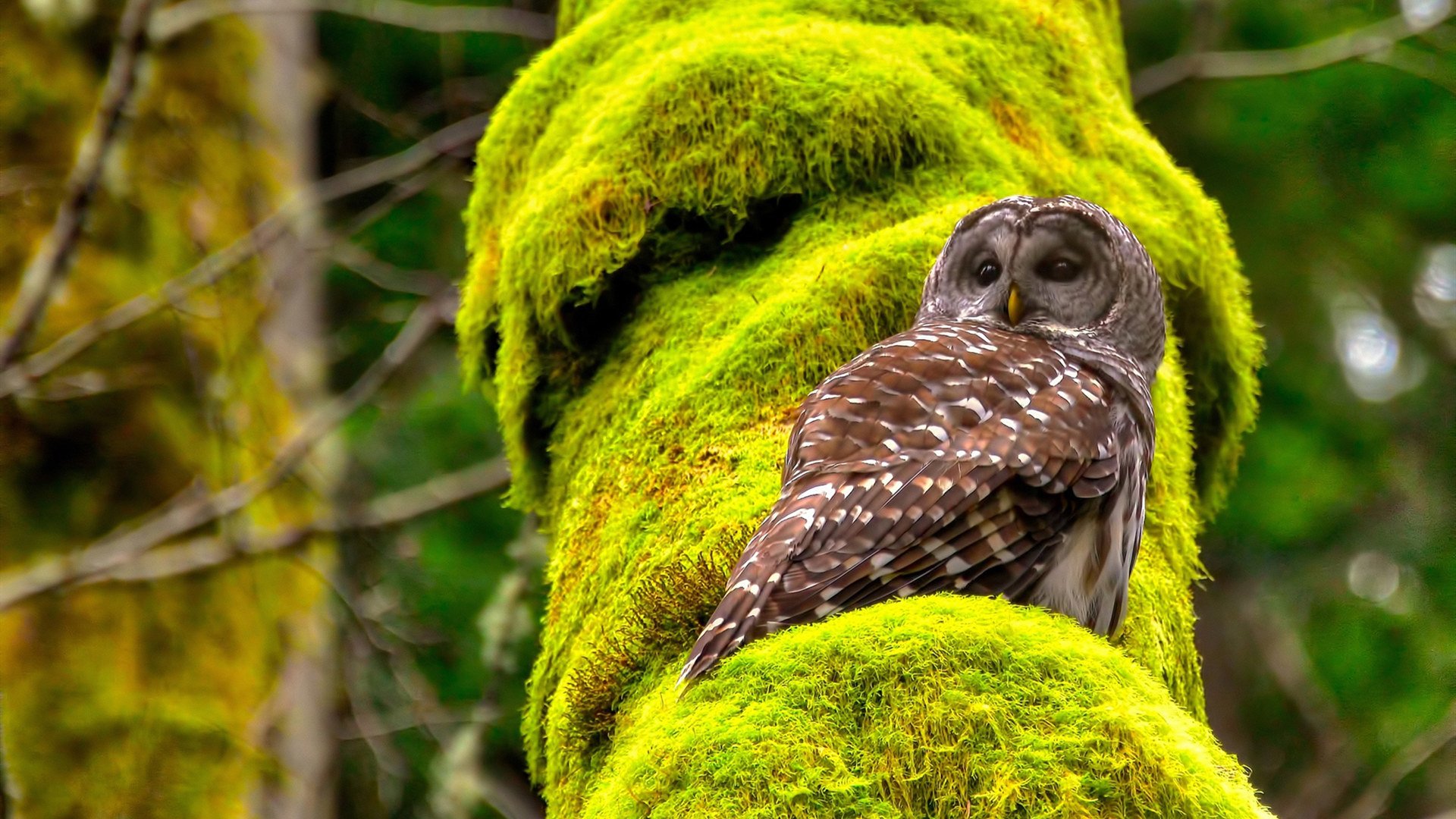 尤文图斯高位逼抢迫使对方频繁失误，尤文图斯高层都有谁