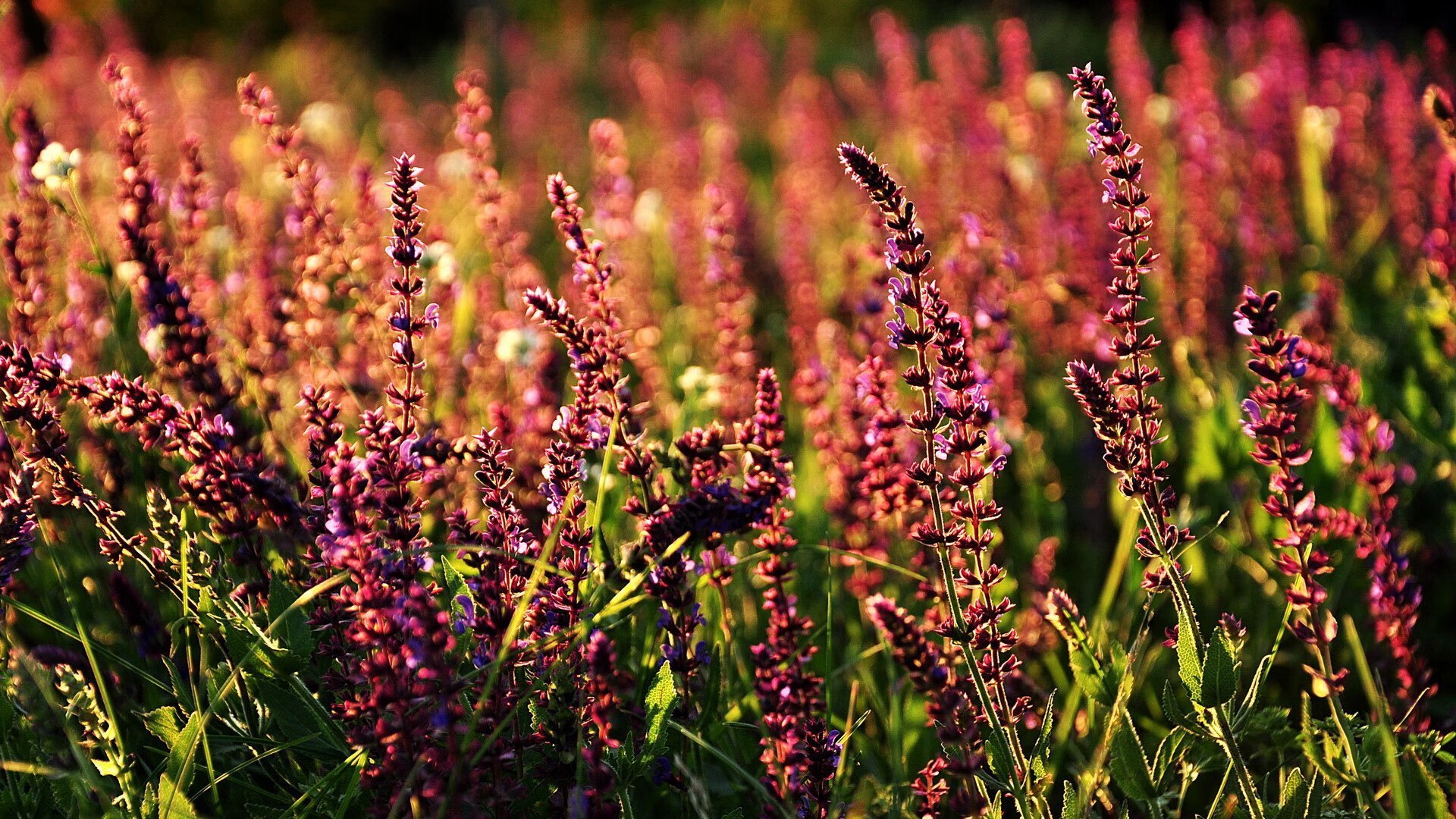 Kaiyun(中国)开云-拜仁连续逼抢打乱对手出球节奏，拜仁进攻战术