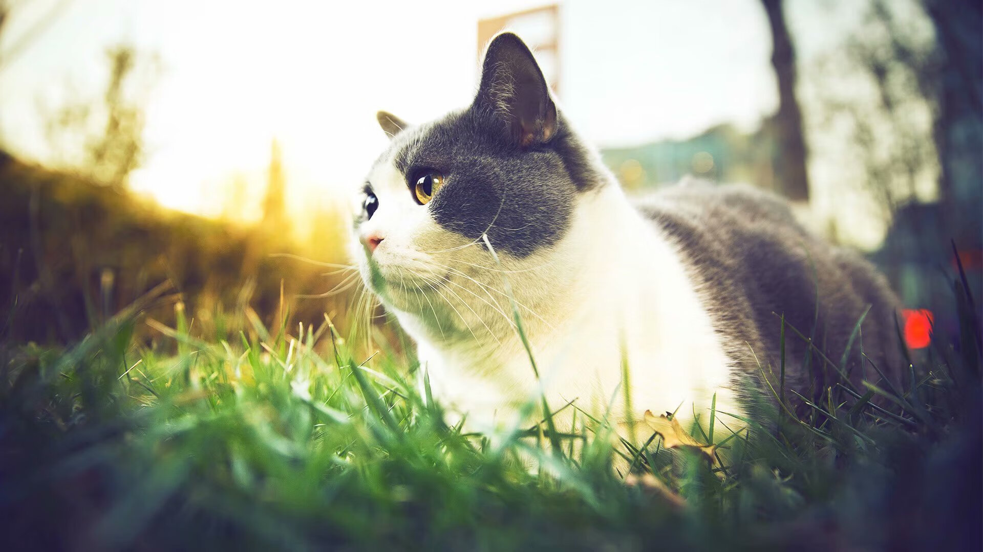 花样滑冰比赛增设创意动作展示环节，花样滑冰比赛内容