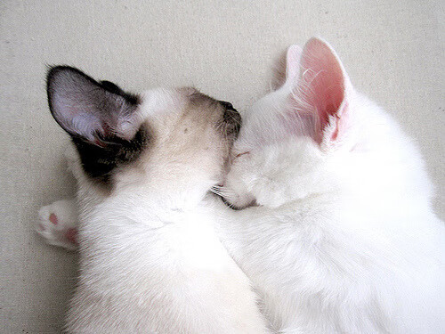 开云·体育官网APP下载-伊丽莎白·德克斯蝶泳实力引领赛场，德雷克伊丽莎白女王