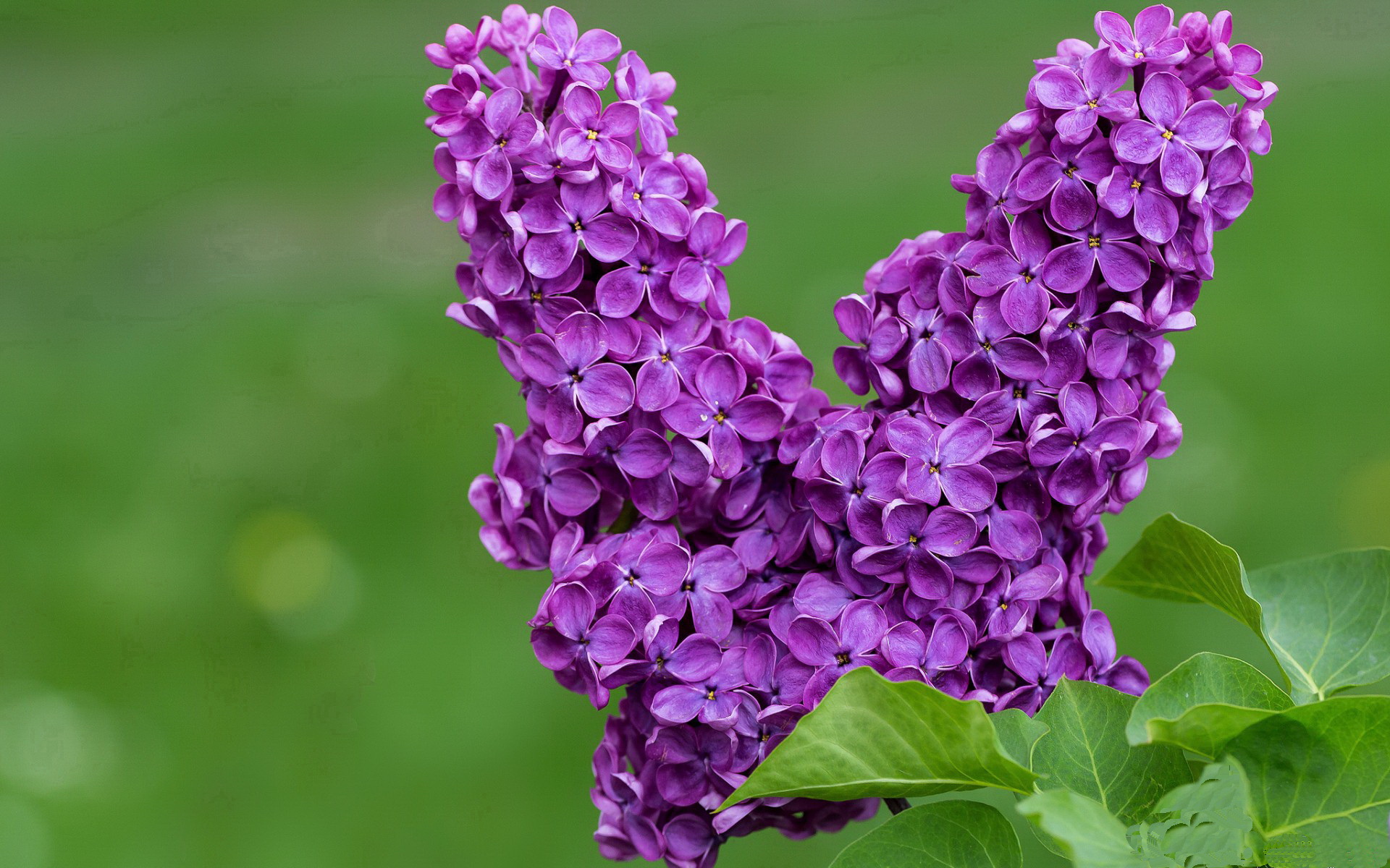 全球橄榄球赛事吸引投资，最受关注的是哪支队伍？，橄榄球球队排名