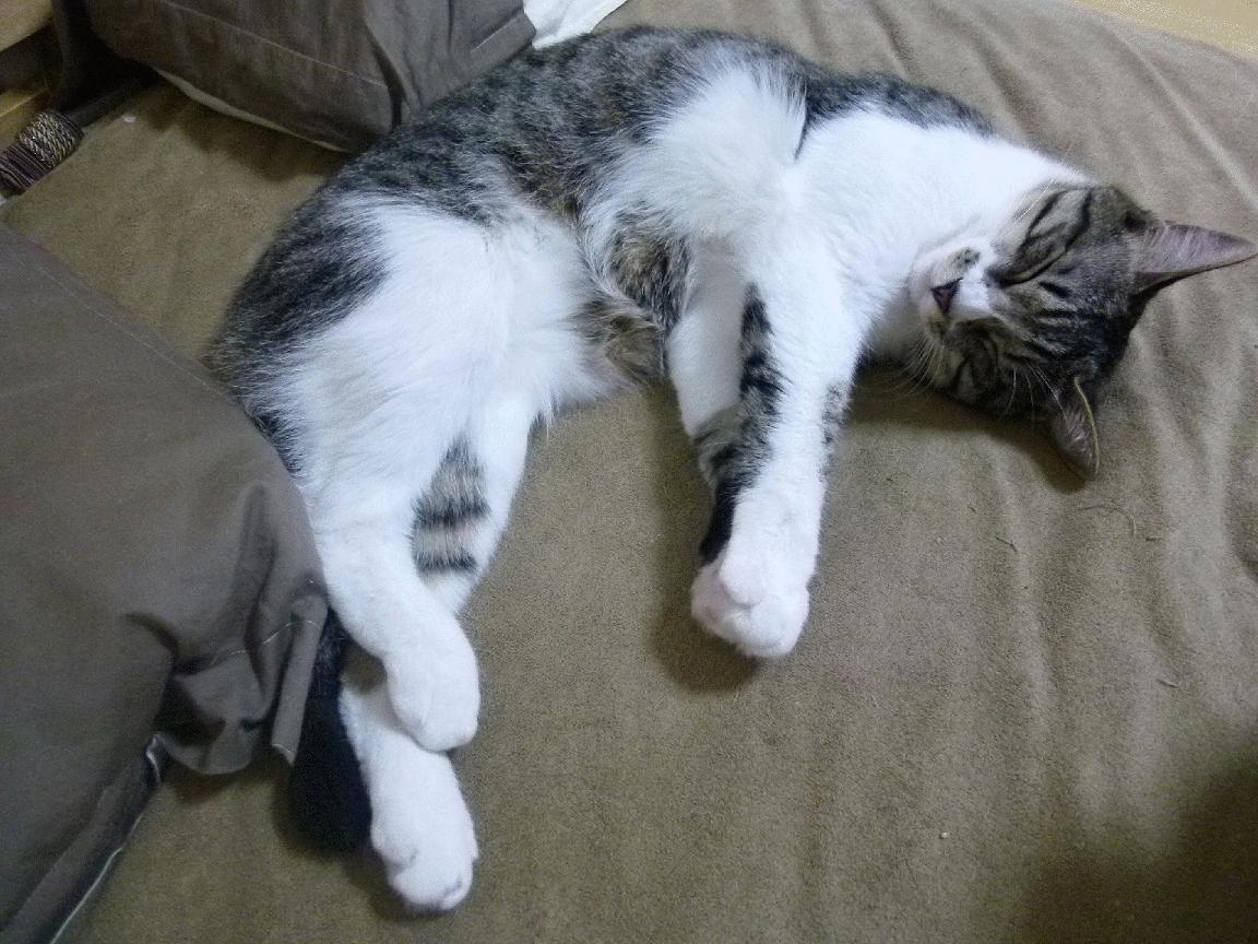 国家队训练营强化防守转换提升团队协作效率,加强防守