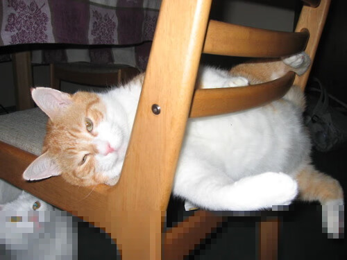 比利时男篮在欧洲预赛中激战正酣，迈向奥运梦想，比利时男篮3v3