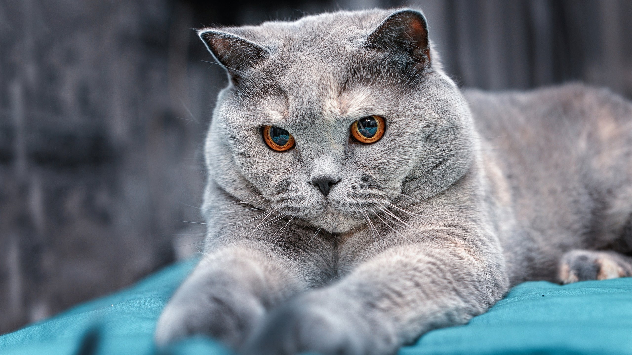 马拉维男篮在非洲锦标赛中创历史，勇夺冠军